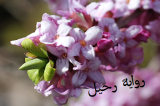 صورة الكاتب: شهد محمد