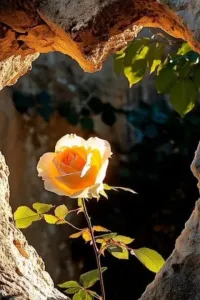 دار ماما حميدة