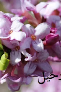 رحيل