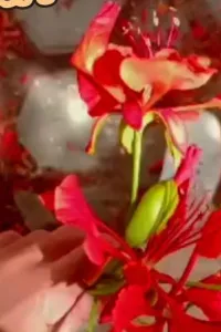 الحب هو