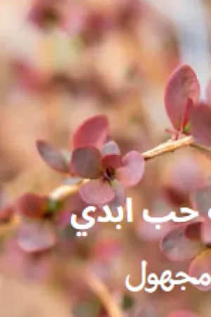 رواية حب ابدي بقلم مجهول - غلاف الرواية