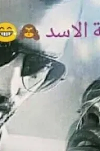 مجنونة الاسد