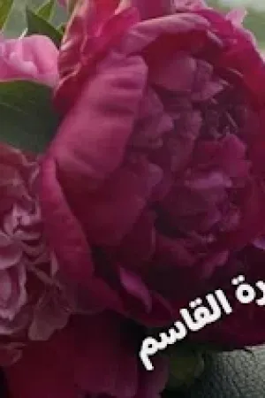رواية زهرة القاسم بقلم لوجي احمد - غلاف الرواية