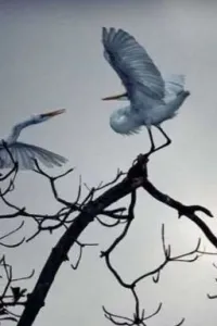 من متى و الغصـن يختـار الطيـور..!!