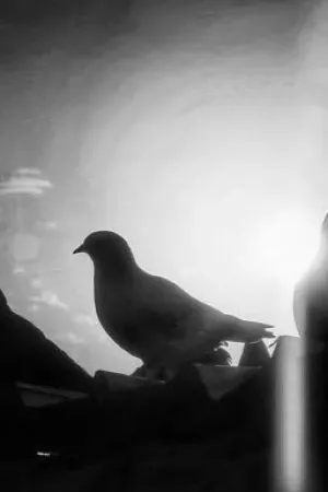 رواية نوح الحمام~للكاتبة طيف الأحباب ام الوليد بقلم BlackButterfly002 - غلاف الرواية